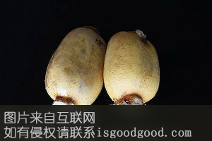 明湖藕特产照片