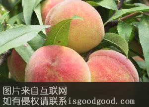 西营仙桃特产照片