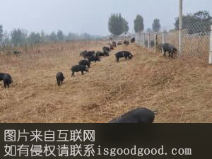 边河黑猪特产照片