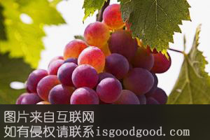 高青葡萄特产照片