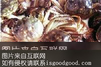 黄河入海口毛蟹特产照片
