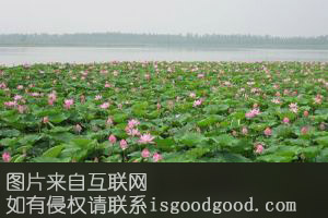 石桥荷花特产照片