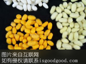兖州桑蚕特产照片