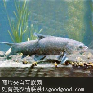 微山湖鳜鱼特产照片