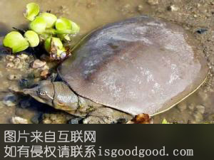 微山湖甲鱼特产照片