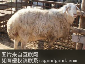 洼地绵羊特产照片