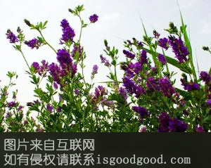 阳信紫花苜蓿特产照片