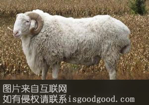 郓城小尾寒羊特产照片