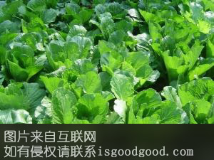 全南高山蔬菜特产照片