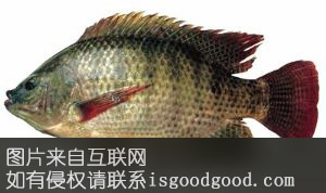 法水罗非鱼特产照片