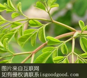 天竺辣木特产照片