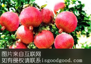 段园镇石榴特产照片