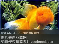 杭州金鱼特产照片