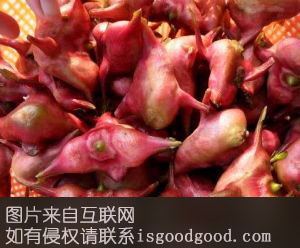 南西洋黄菱特产照片
