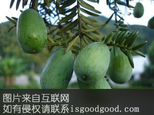 绍兴香榧特产照片