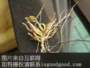 台州铁皮石斛特产照片