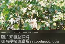 乌江卫花特产照片