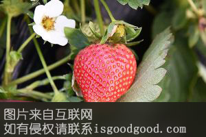 绿色草莓特产照片