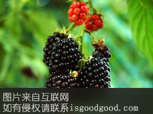 青梅（黑莓）制品特产照片