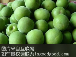 溧水青梅特产照片