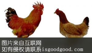 太湖鸡特产照片