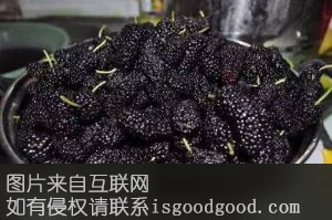 高唐桑葚特产照片