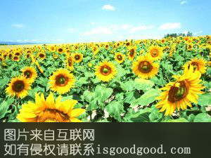 甘南葵花特产照片