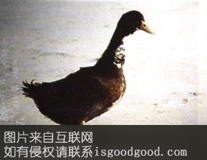 白嗉黑鸭特产照片