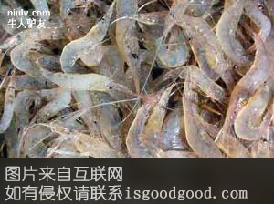 兴凯湖秀丽白虾特产照片