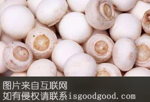 白蘑特产照片