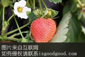 广饶草莓特产照片