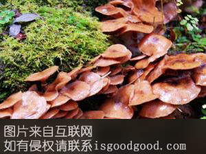 原生态元蘑特产照片