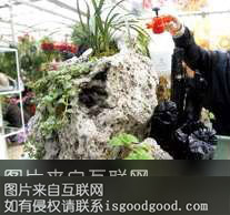 火山石木炭盆景特产照片