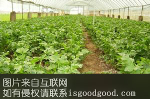 棚菜特产照片