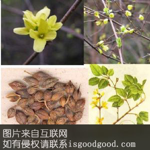 博山连翘特产照片