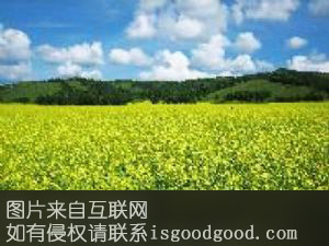 固阳菜籽油特产照片