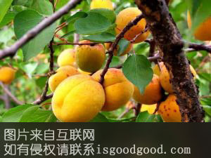 宁城县山杏特产照片
