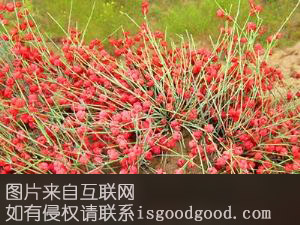 乌拉山麻黄特产照片