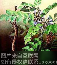 商都甘草特产照片