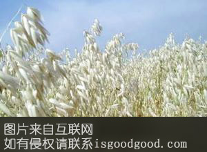 乌盟莜麦特产照片