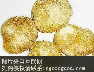 安泽猴头特产照片