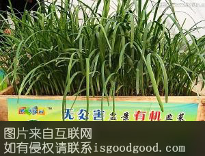 南宫韭菜特产照片