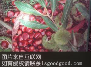 赵庄板栗特产照片