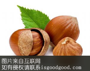 涞源榛子特产照片