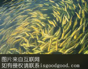 涞源虹鳟鱼特产照片