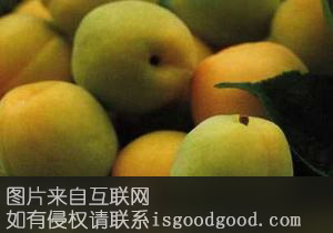 仁用杏特产照片