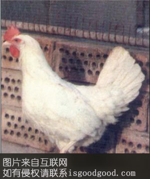 北京白鸡特产照片
