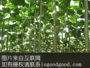 柘城泡桐特产照片