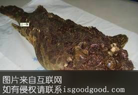 先生鱼特产照片