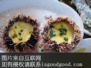 旅顺海胆特产照片